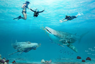 wisata hiu paus