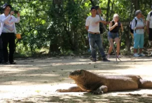 Pulau Komodo